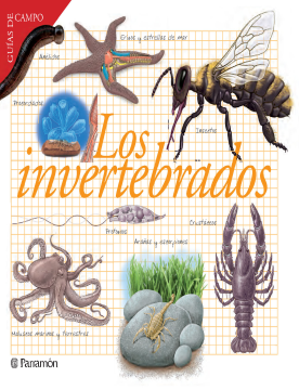 Los invertebrados (Ebook)